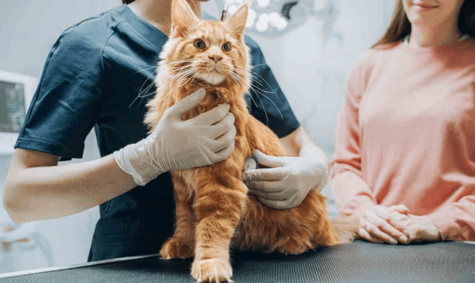 How Long Do Cats with Chronic Renal Disease Survive?