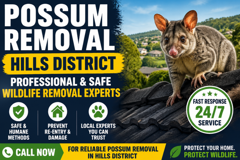 Possum Removal Hills District – Professional & Safe Wildlife Removal Experts