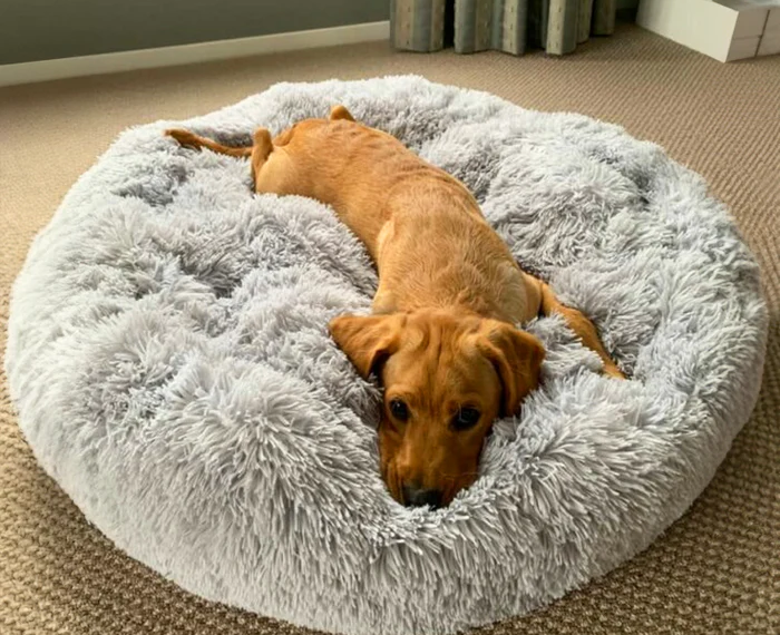 Give Your Pet the Comfort They Deserve with a Cosy Calming Dog Bed from The Brooklyn