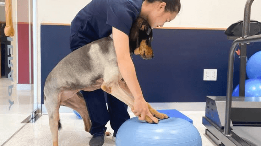 The Role Of Veterinary Clinics In Rehabilitation And Physical Therapy
