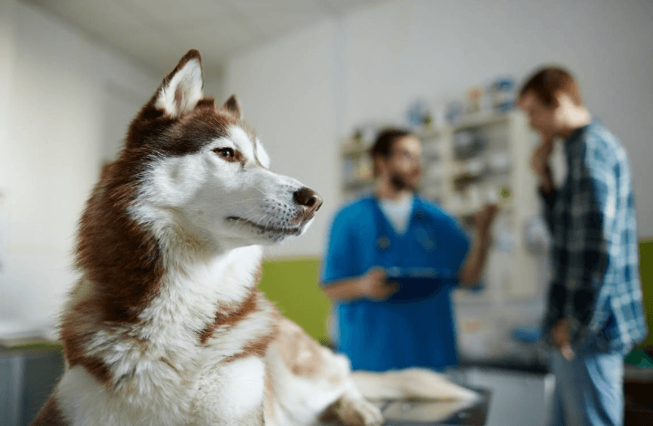 5 Reasons Pet Owners Trust Veterinary Clinics For Critical Care