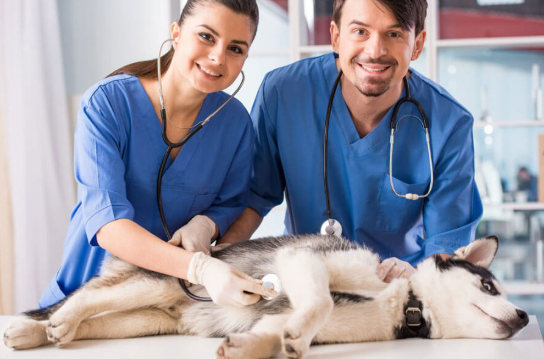 How Vets Ensure Comfort and Safety During Procedures