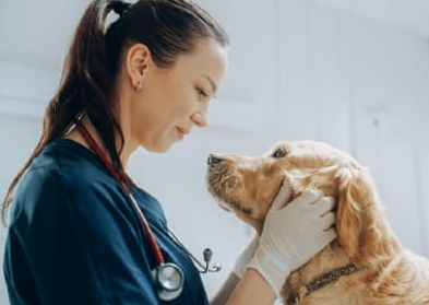 4 Ways Animal Hospitals Reduce Stress For Pet Owners