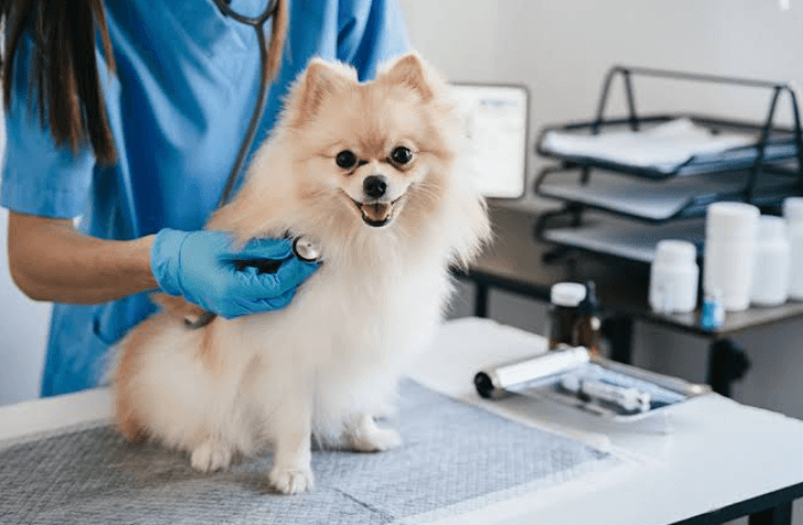 4 Signs Your Pet May Need Immediate Veterinary Attention