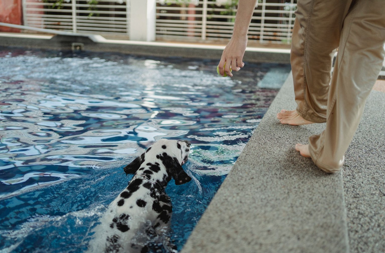 How to Prepare a Nervous Dog for Their First Swim