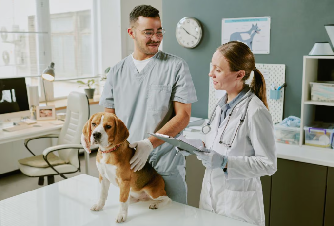 Why Animal Hospitals Focus On Long Term Preventive Care