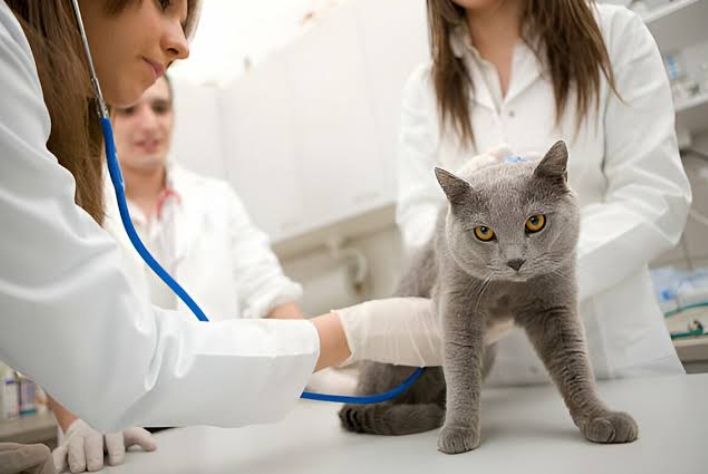 4 Services That Distinguish Animal Hospitals From Small Clinics
