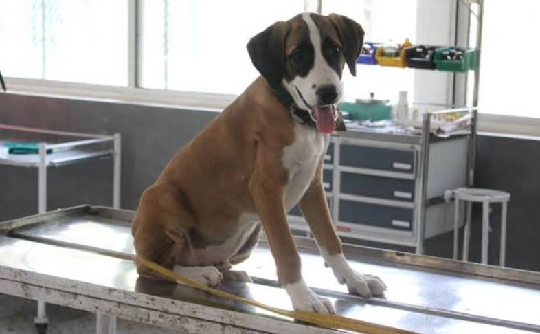 5 Common Questions About Veterinary Clinic Services Answered