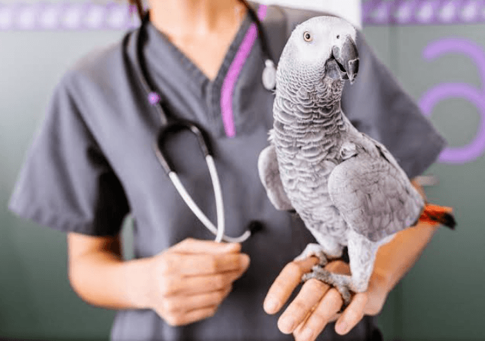 Why Animal Clinics are Essential for Exotic Pet Health