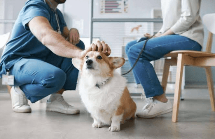 6 Tips For Making Veterinary Visits Stress Free