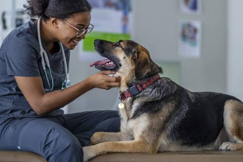 How Veterinarians Provide Peace Of Mind For Pet Families